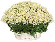 Цветочная композиция из Ромашки в корзине #REPLACE_PRED# Корфовский